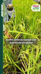 काढणीला आलेला भात कशामुळे पडतो? शेतकऱ्याचं कसं होतं नुकसान?