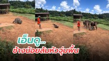 เอ็นดู... ช้างน้อยล้ม แม่ ๆ วิ่งมาช่วยอย่างไว