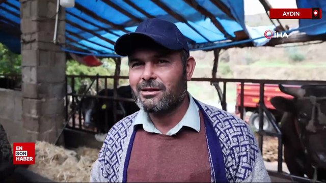 Aydın’da sağanak sele dönüştü, hayvanlar sürüklendi