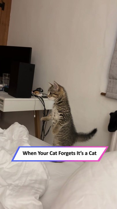 Kitten Stands on Two Feet — Too Cute and Fearless for Words!|| Heartsome 💖