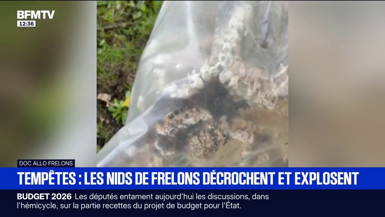 Lors des récentes tempêtes, de nombreux nids de frelons se sont décrochés avant d'exploser au sol, présentant un sérieux danger