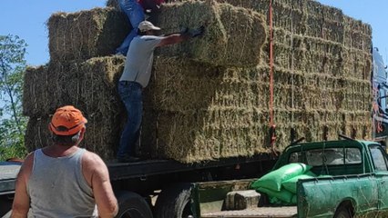 Hay bale misses the pickup truck and rolls onto the ground