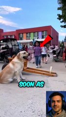 Her Dog Waits After School and Pulls Her Home! 🐶