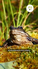 Pourquoi l'Australie veut-elle abattre des milliers de chevaux ?