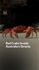Red Crabs Invade Australia’s Streets