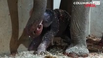 Al Columbus Zoo nasce il secondo elefantino in un anno: prime coccola tra mamma e piccolo