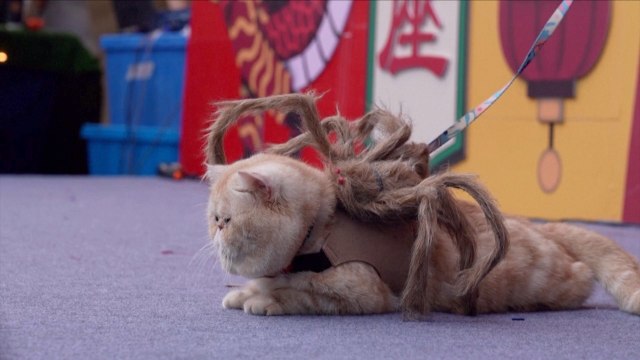 Halloween Best-Dressed Owners and Pets Compete for the Best Spooky Style in Hong Kong