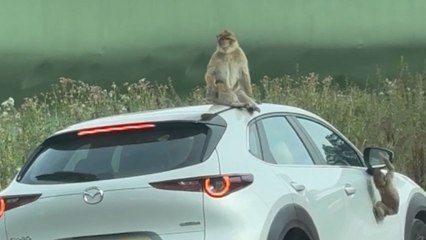 Monkeys climb a car and a camel blocks the road in a safari adventure