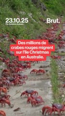 Des millions de crabes rouges envahissent l’île Christmas pour leur migration annuelle.