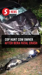 Police probe negligence after cow-linked fatal accident in Bera