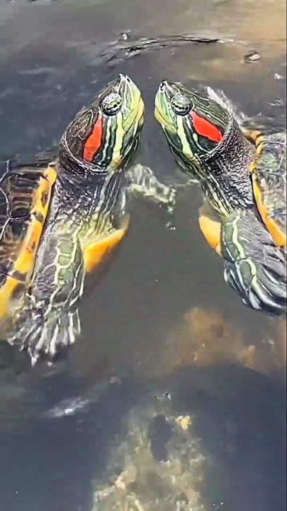 Turtles Show AMAZING Love Underwater