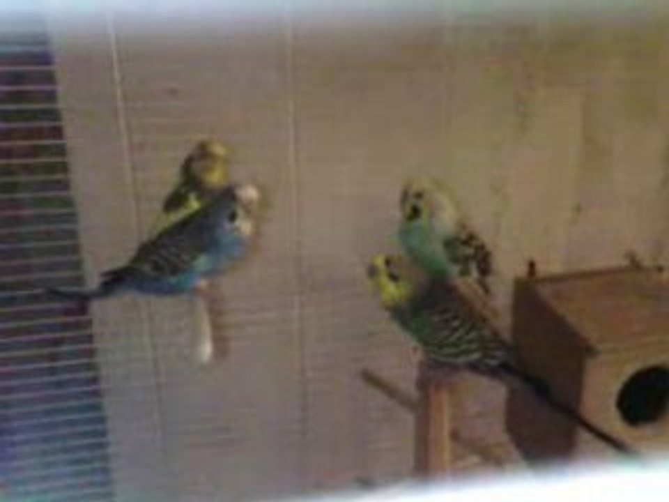 les peruche a ma mere et romjer represente lol