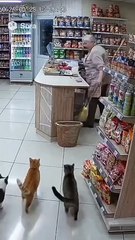 Cats Go Wild in Supermarket! 😹 Attack on Old Lady Turns Into Hilarious Chaos!