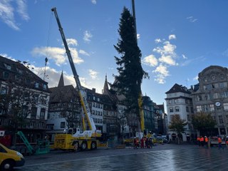 Le grand sapin de Noël a été installé sur la place Kléber à Strasbourg