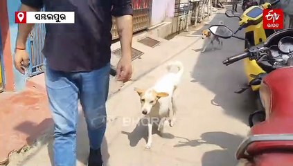 ବୁଲା କୁକୁରଙ୍କ ସେବାରେ ଯତୀନ୍ଦ୍ର ଶର୍ମା; 5 ବର୍ଷ ହେଲା ସୁରକ୍ଷା ଦେବା ସହ ଅନ୍ୟ ପାଇଁ ସାଜିଛନ୍ତି ପ୍ରେରଣା