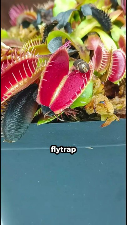 5 strange plants that act like animals #facts #shorts #amazingfacts #didyouknow #viral