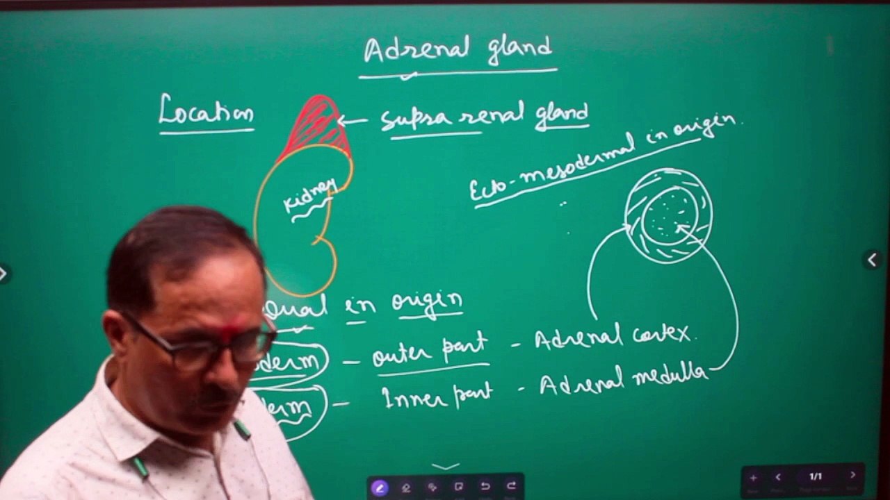 Adrenal medulla