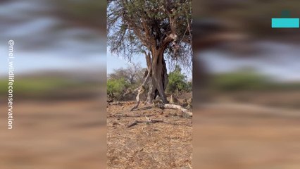 Dramatic Leopard Encounter With Baboons