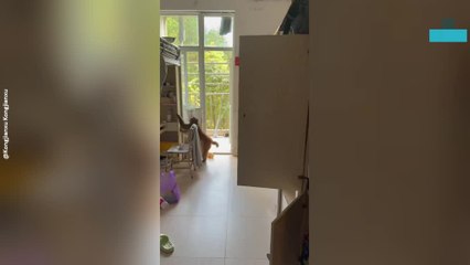 Monkey Breaks Into Student Dorm and Steals Drink