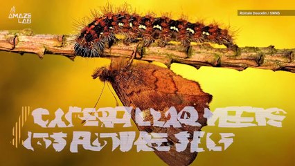The Moment a Caterpillar Comes Face-to-Face With Its Future is Simply Amazing