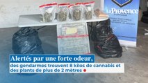 Alertés par une forte odeur, des gendarmes trouvent 8 kilos de cannabis et des plants de plus de 2 mètres