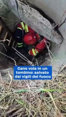 Cane vola in un tombino: salvato dai vigili del fuoco