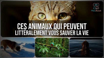 Ces Animaux qui Peuvent LITTÉRALEMENT Vous Sauver la Vie