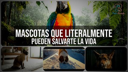 Animales HÉROES: Mascotas que Literalmente Pueden Salvarte la Vida