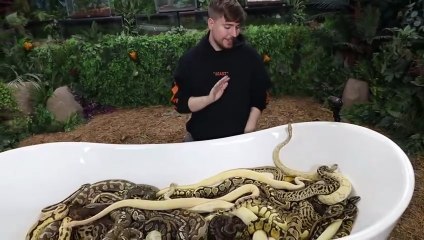 Would You Sit In Snakes For $10,000_