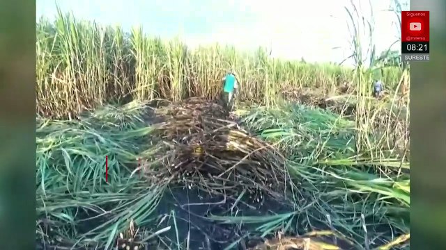 Productores cañeros reportan pérdidas de mil millones de pesos por plagas y lluvias en el año