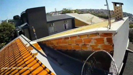 Quatro dos cinco macacos que fugiram são resgatados em Apucarana