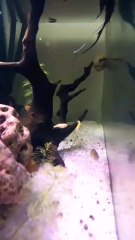 #PlantationTank #aquarium  #guppy #guppyfish #angelfishLets See The World Youtube @AbdulKhan-zg4bd