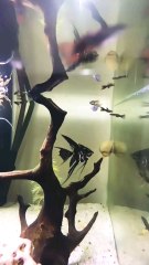 #PlantationTank #aquarium  #guppy #guppyfish #angelfishLets See The World Youtube @AbdulKhan-zg4bd