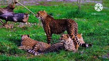 Os animais mais fofos do mundo N•644