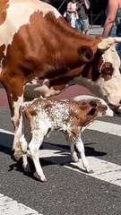 A Cow Walking Through New York City with Her Calves 🐄 | Most Unexpected NYC Moment! 🌆
