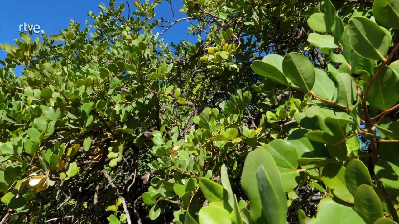 Parque nacional Sierra de las Nieves