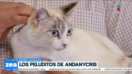 ¡Adopta, no compres! Trapecio y Elsa son dos gatitos que están en busca de una familia