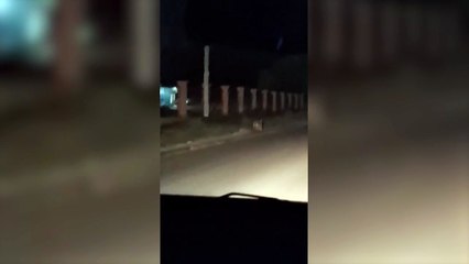 Trelew: Piden no salir a correr de noche por la presencia de un puma