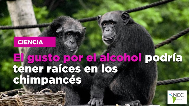 El gusto por el alcohol podría tener raíces en los chimpancés