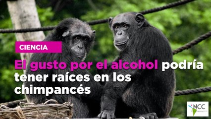 El gusto por el alcohol podría tener raíces en los chimpancés