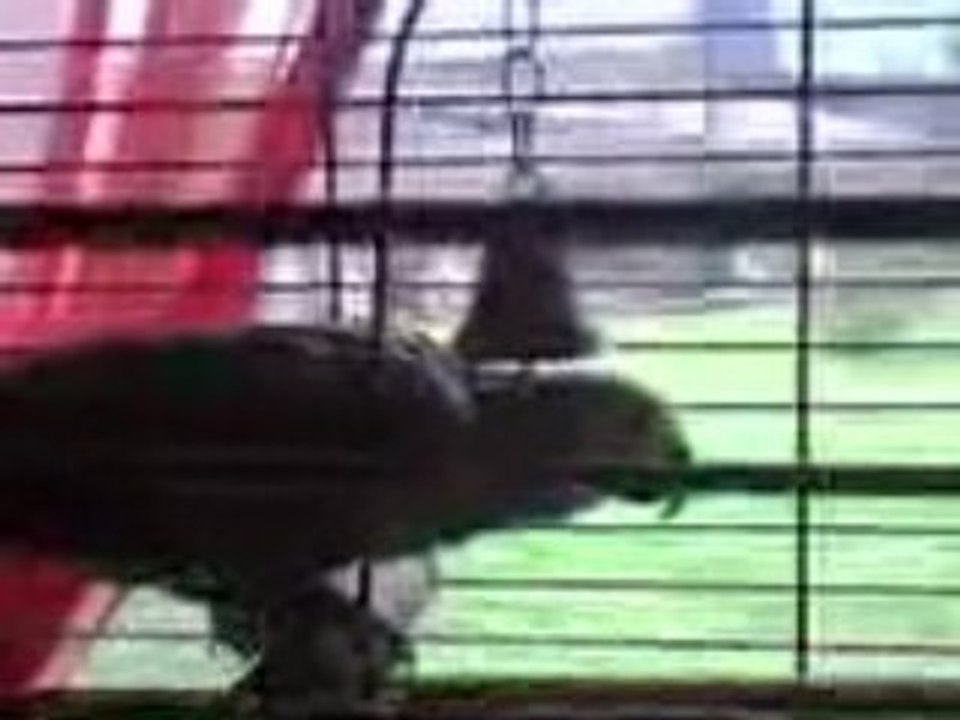 perroquet qui dance