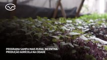 Programa Sampa+Rural incentiva produção agrícola na cidade