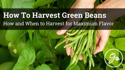 Green Bean Harvesting Tips: Get The Best Flavor And Yield