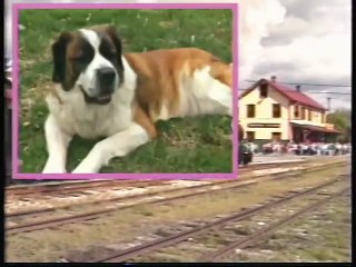 Bee Smart Baby - Vocabulary Builder: Volume 1 (1999)