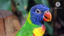 Os animais mais fofos do mundo N•651