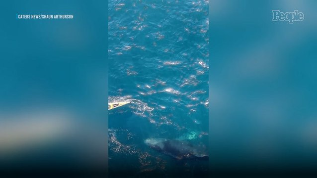 Humpback Whale Calf Stops Swimming to Visit Stunned Kayakers in Playful Encounter