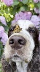 Dog Stays Motionless While Butterfly Sits on Their Face