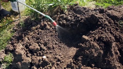 Fire ant eradication program under scrutiny as woman left fighting infestation alone