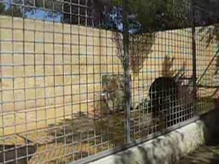 Animaux captifs