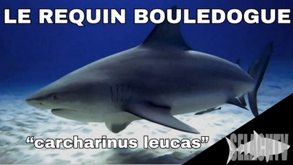 le requin bouledogue - carcharinus leucas -
